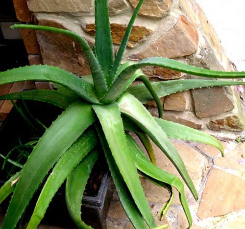 Cultiver Aloe Vera chez soi