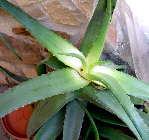 Cultiver Aloe Vera chez soi