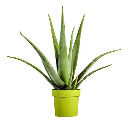 Cultiver une plante d’Aloe Vera chez soi