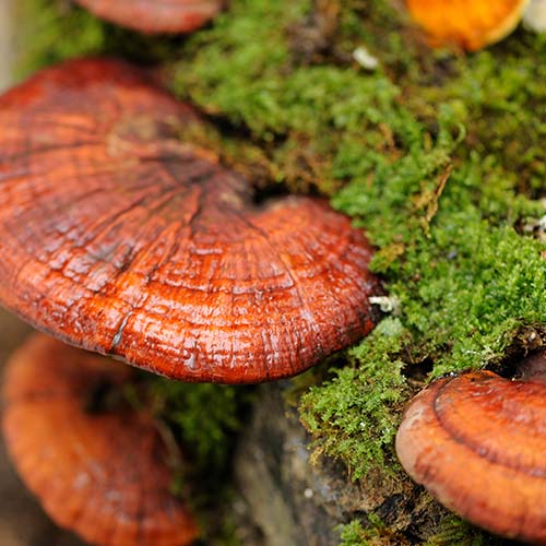 Capsules de Reishi riche en vitamine C : reishi