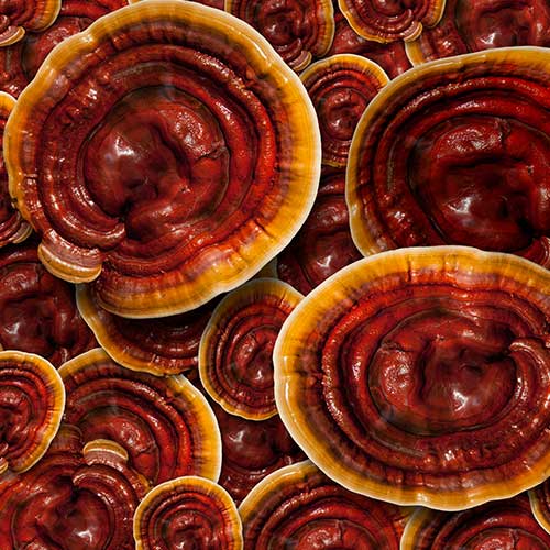 Capsules de Reishi riche en vitamine C : champigon