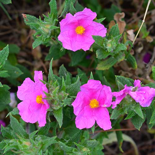 Gélules Cistus Incanus : fleur de cistus incanus