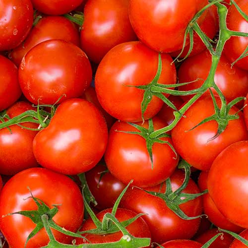 Soupe de tomates "mediterranée" FiguActive : fruits légumes tomates