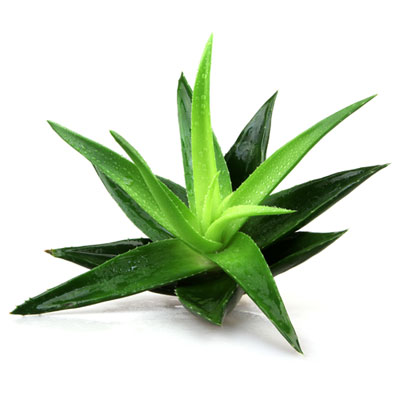 Plante d'Aloe Vera