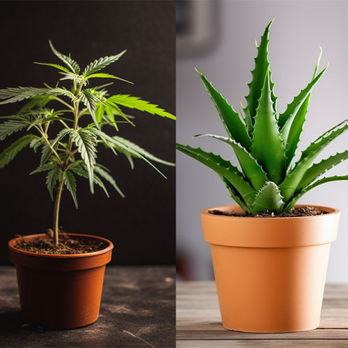 Aloe Vera et CBD, ce qu’il faut savoir