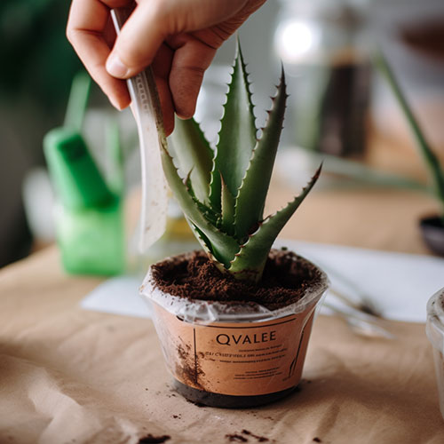 Cultiver une plante d'Aloe Vera chez soi