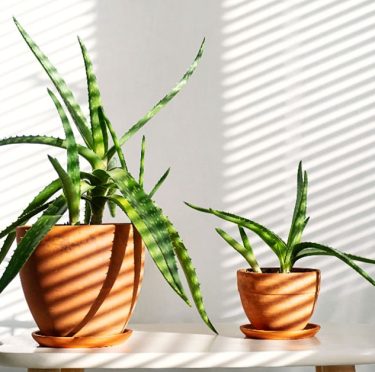 Aloe Vera d'intérieur : Lumière, Arrosage et Emplacement